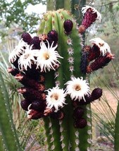 Stenocereus Griseus, Lemaireocereus cereus Pitayo de Mayo cactus seed - 20 SEEDS - £7.85 GBP