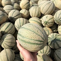 Sweet Cantaloupe Melon Seed Kit (10) - Easy-to-Grow, Delicious Fruit, Great for  - £5.92 GBP