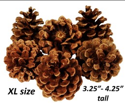 Lot of 100 Oregon Ponderosa Pine Cones Organic Natural XL Size 3.25&quot;- 4.... - $53.33