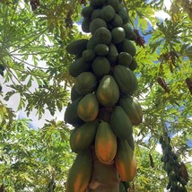 Giant Formosa Papaya from Brasil - Carica papaya - 5+ Seeds (GX 054) - £2.39 GBP