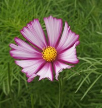 Cosmos Seeds - Picotee, 100 Seeds, Heirloom, Open Pollinated From USA - £7.11 GBP