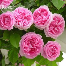 New Fresh Qiao San Big Pink Turbine Like Climbing Rose Plant 50 Seeds Climber Ga - £3.73 GBP