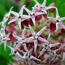 US Seller 50 Seeds Milkweed Showy Asclepias Monarch Butterfly Host Plant - £8.00 GBP