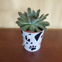 Echeveria Succulent in Tin Bucket with Dog Face, 4" live plant in animal planter image 4