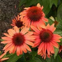 RJ 50 Sunset Coneflower Seeds Echinacea Flower Perennial Flowers Seed 1395 USA S - £10.68 GBP