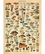 MUSHROOMS PRINT: Traditional Fungi Types Illustration - £6.93 GBP+