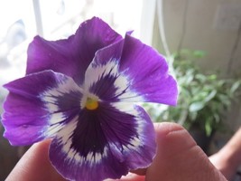 US Seller Pansy Seeds Snow Pansy Purple Blotch 50 Flower Seeds Snowpansy Fast Sh - $22.50