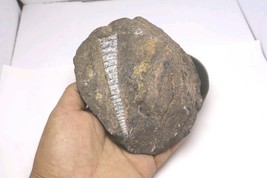 Authentic Devonian Orthoceras Fossil Plate – Genuine Morocco Fossil Foss... - $599.12 MXN