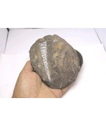 Authentic Devonian Orthoceras Fossil Plate – Genuine Morocco Fossil Foss... - $32.67