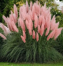 400 Seeds Promotion Mixed Colors Pampas Grass Plant Bonsai Balcony Color... - $14.37