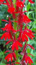 Organic Native Plant, Cardinal Flower, Lobelia cardinalis - $5.00