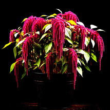 2000+ Amaranth Seeds Love Lies Bleeding Spring Flower Garden Heirloom No... - $168.75 MXN