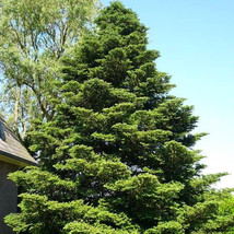 Abies koreana Korea fir - $1.90