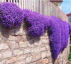 US Seller 100 Creeping Thyme Bonsai Seeds Purple Flowers Fast Shipping - £10.93 GBP