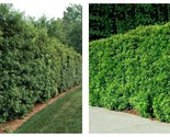 3 Live Plants Wax Myrtle Myrica Cerifera Bayberry Evergreen Hedge Shrub - $64.93