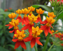 200 Pc Seeds Asclepias Curassavica Flower, Asclepias Seeds for Planting | RK - £16.61 GBP