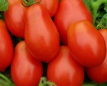 Roma Tomato Seeds 100 Garden Vegetables Sauce Salad Non Gmo Fast Shipping - $8.99