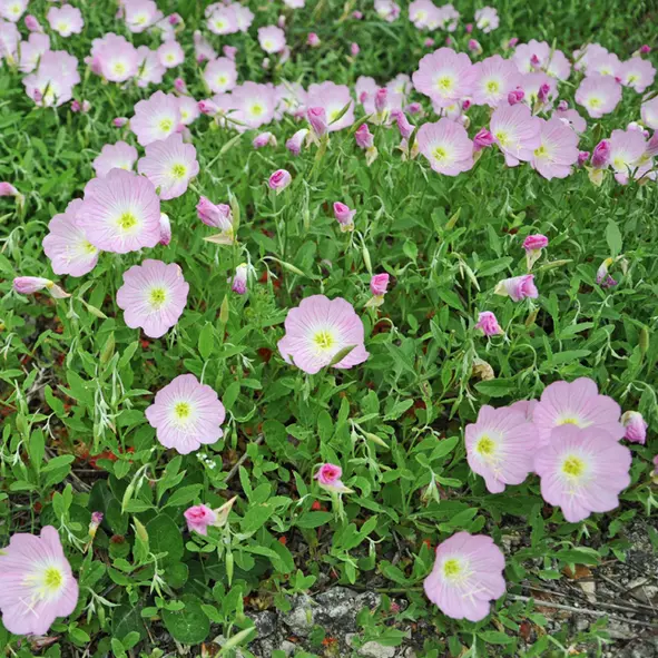 Showy Evening Primrose 500 Seeds - £7.04 GBP