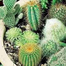 Hot Mixed Cactus Flower Litopes Succulents Perennials Herb Plants, 100 SEEDS D - £11.28 GBP