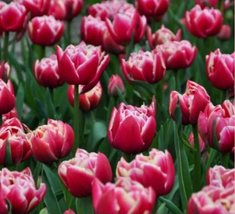 Columbus Lily Bulbs Plant Seeds Indoor And Outdoor Garden Planting - $6.00