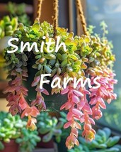 SL 25+ Seeds Rainbow Donkey&#39;S Tail Succulent (Sedum Morganianum) Cactus - £3.56 GBP