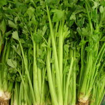 Tall Utah 52-70 Celery Green 500 Seeds Non-GMO - £4.77 GBP