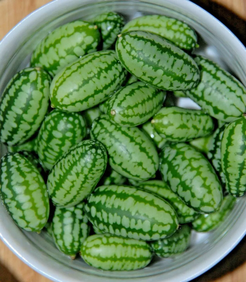 20 Mexican Sour Gherkin Cucumber Organic Vegetable Seeds - £3.85 GBP