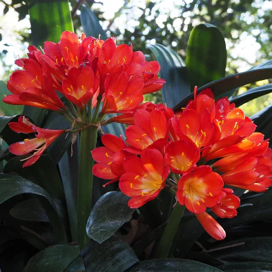Clivia Plant, Perennial Balcony Flower, 100 SEEDS D - £49.02 GBP
