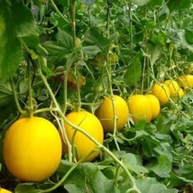 Watermelon Seeds &#39;Golden Gift of the Sun&#39; - 10 Pack, Heirloom Fruit Gardening, U - £6.01 GBP