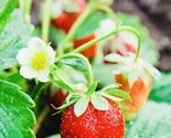 200 Seeds Everbearing Strawberry Fruit Seeds Nongmo Fresh Harvest Usa Fa... - $8.99