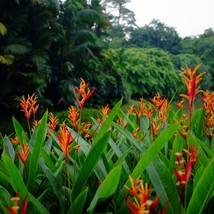 Heliconia Psittacorum x Spathocircinata Flame Live Plant Rhizomes Fast G... - $353.21 MXN+