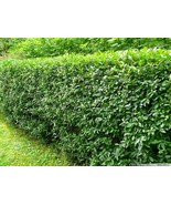 Ligustrum vulgare seeds, commom privet semillas, saat, graines FREE SHIP... - $8.68 CAD+