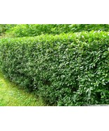 Ligustrum vulgare seeds, commom privet semillas, saat, graines FREE SHIP... - £4.97 GBP+