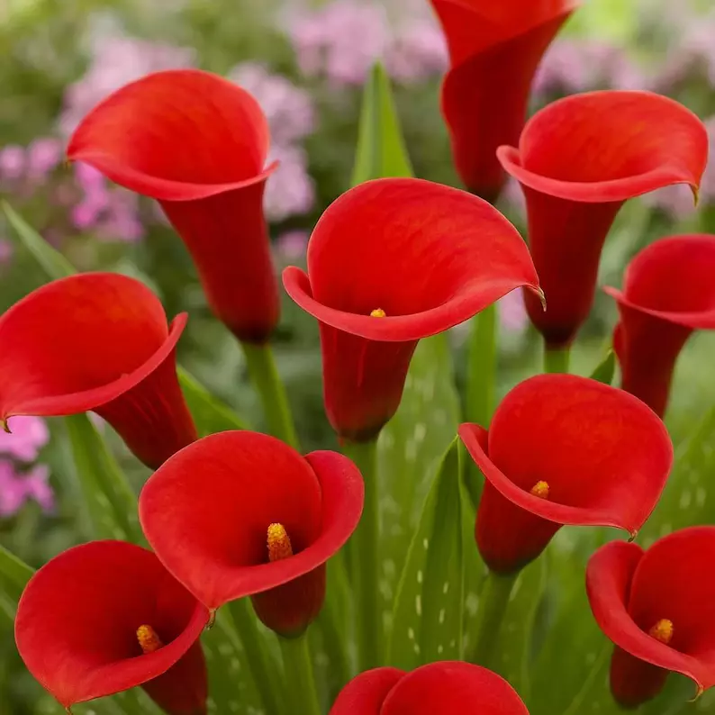 Red Calla Lily Live Plant - Fresh Flowering Plant for Indoor Gardening - $94.42