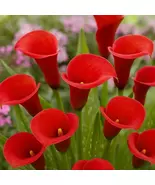 Red Calla Lily Live Plant - Fresh Flowering Plant for Indoor Gardening - $94.42