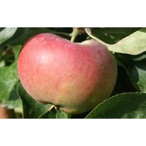 25+ Ontario Apple Seeds | Heirloom Cold Hardy Fruit Tree Variety - $16.50