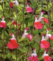 (15) 6” Cuttings Salvia Microphylla HOT LIPS Sage Edible Herbal Red White - £23.98 GBP