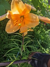 SEED- Orange Asiatic Lilies- gorgeous Exotic Blooms - Beautiful Garden P... - $4.94 CAD+