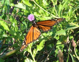 Male Monach Butterfly - 8x10 Unframed Photograph - $323.54 MXN