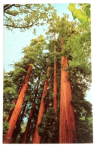Muir Woods National Monument Regal Redwoods Trees CA UNP Postcard c1970s - £3.98 GBP