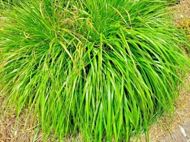 ArfanJaya Lemongrass 200+ Seeds Mosquito Repellent Heirloom Lemon Grass Non-Gmo  - £7.54 GBP