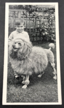 1936 Carreras Dogs &amp; Friends Poodle #40 of 50 Tobacco Card Arcadia Works... - £5.30 GBP