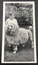 1936 Carreras Dogs &amp; Friends Poodle #40 of 50 Tobacco Card Arcadia Works... - £5.24 GBP