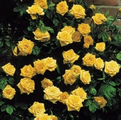 Fresh 10 Climbing Yellow Rose Seeds Flower Bush Perennial Bloom Shrub Fl... - £8.77 GBP