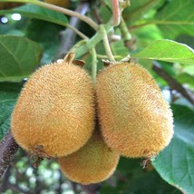 Hardy Kiwi Seeds Pack - Actinidia chinensis, Available in 10/50/100, Cultivate Y - £5.92 GBP