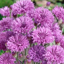 Bachelors Button Mauve Cornflower Flower Seeds For Xeriscaping 1000 Seeds Fresh  - $16.53