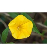 AW Merremia Tuberosa Wood Rose Vine Yellow Flower Morning Glory Ipomoea ... - $19.78