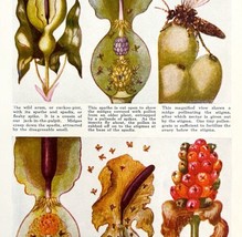 Fertilization And Growth Of Flowers From Insects 1940s Lithograph Print ... - $39.99