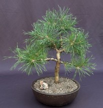 Mugo Pine Bonsai Tree  (pinus mugo &#39;valley cushion&#39;)  - £199.83 GBP