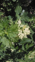 10 Artemisia &quot;Oriental Limelight&quot; (Artemisia vulgaris)- Rooted Plants - $18.95